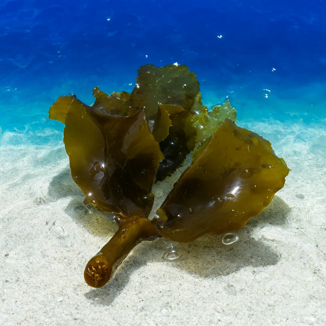 Hydrogel under-eye patches bursting with marine energy, photo 7