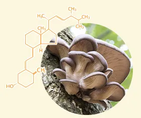 Vitamin D3, акси 3